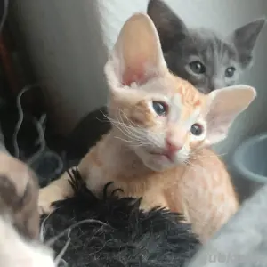 Peterbald Junge Kitten