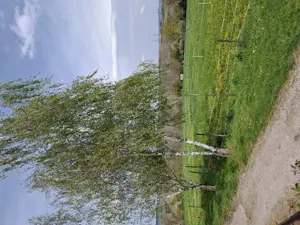 Pferdeboxen in Ingersheim zu vermieten Bild 3