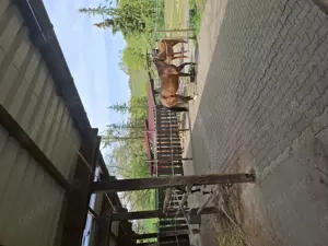 Pferdeboxen in Ingersheim zu vermieten Bild 2