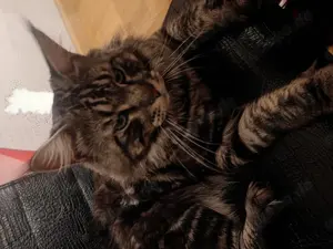 Maine Coone (Deckkater black silver tabby) Bild 7