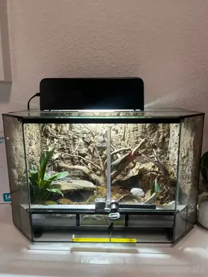 weibliche rote Tigervogelspinne (cyclosternum davus fasciatus) Bild 3