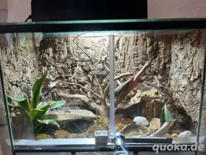 weibliche rote Tigervogelspinne (cyclosternum davus fasciatus) Bild 4