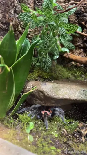 weibliche rote Tigervogelspinne (cyclosternum davus fasciatus) Bild 2