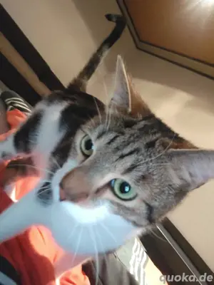 3 katzen zu verkaufen
