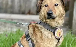 Zuhause gesucht für freundliche Bunny