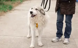 freundlicher Grappa wünscht sich eine eigene Familie Bild 9