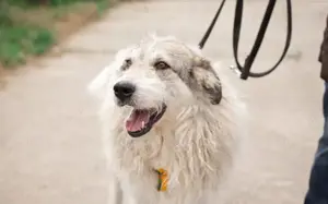 freundlicher Grappa wünscht sich eine eigene Familie Bild 11