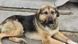 Schöner Bojan sucht dich!