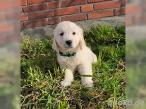 Golden retriever Welpen  