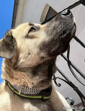 Kangal-Rüde (2 Jahre, gechipt) sucht neues Zuhause mit viel Auslauf