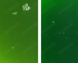 Phytoplankton Mix Nannochloropsis Salina und Synechococcus