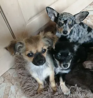 Chihuahua 