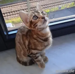 Bengal Kätzchen sucht ein liebevolles Zuhause