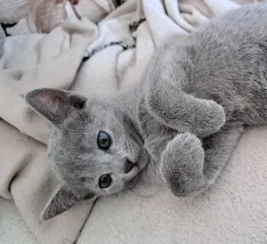 Russisch Blau Kitten   weiblich , reinrassig mit Stammbaum
