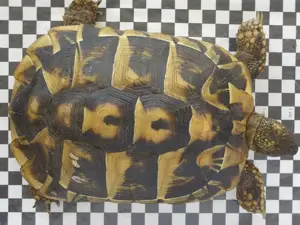 Griechische Landschildkröte weiblich 11 Jahre alt