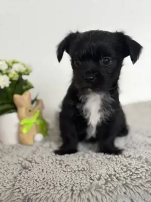 Biechis - Biewer Yorkshire mit Chihuahua Welpe