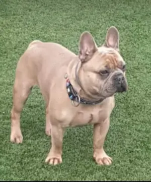 Deckrüde kein Verkauf  Französische Bulldogge 