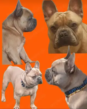Deckrüde kein Verkauf  Französische Bulldogge  Bild 2