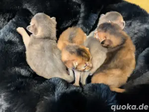 Abessinier Kitten mit Stammbaum 