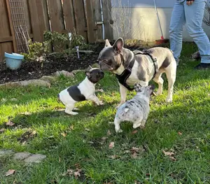 Französische Bulldogge (Deckrüde) Lilac