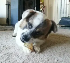 SUZY - kleine Hundedame auf großer Glückssuche Bild 2