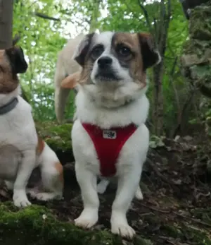 SUZY - kleine Hundedame auf großer Glückssuche Bild 3