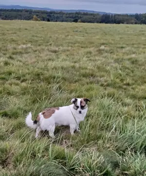 SUZY - kleine Hundedame auf großer Glückssuche Bild 7