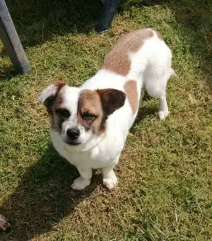 SUZY - kleine Hundedame auf großer Glückssuche Bild 5
