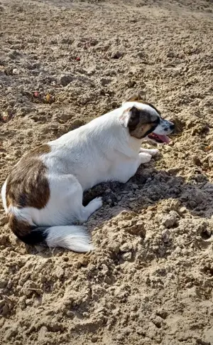 SUZY - kleine Hundedame auf großer Glückssuche Bild 10