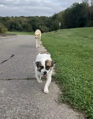 SUZY - kleine Hundedame auf großer Glückssuche Bild 8