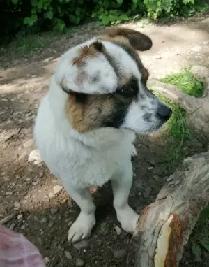 SUZY - kleine Hundedame auf großer Glückssuche Bild 4