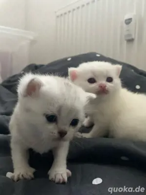 BKH katzenbabys  Bild 3