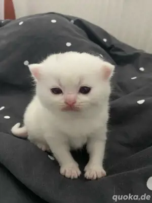 BKH katzenbabys  Bild 5