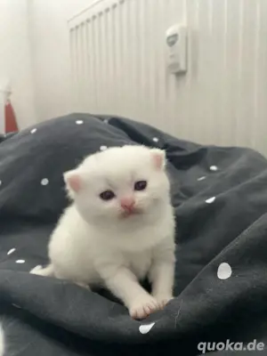 BKH katzenbabys  Bild 4