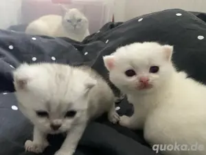 BKH katzenbabys 