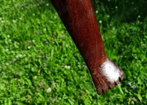 Malawi: Vintage Klapptisch mit geschnitzter Platte. Beistelltisch Bild 5