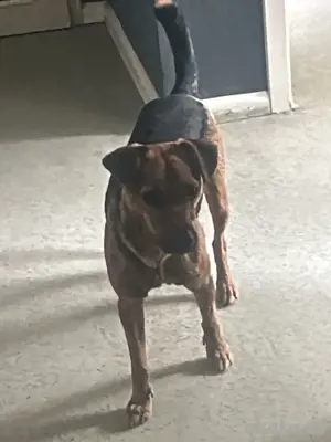 Terrier Hund