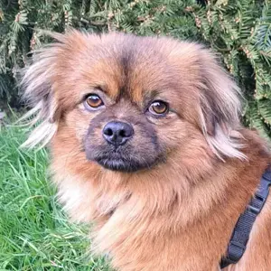 Pepi - Süßer Schnuffel