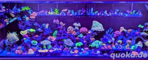 Korallen Ableger SPS LPS Zoanthus Scheibenanemonen Bild 2