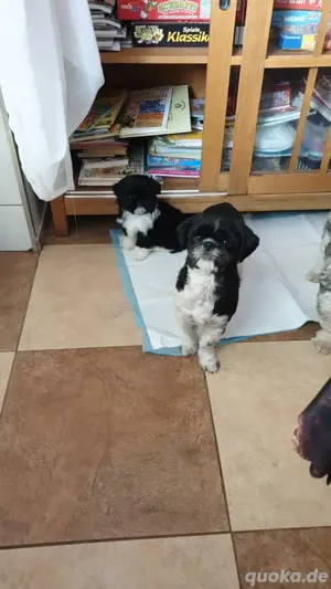 Shit-zus suchen ein neues Zuhause 