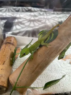 Phelsuma Grandis Nachzucht