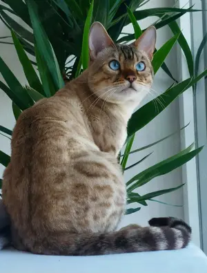 Hingucker Bengalkater (kastriert) SNOW mit blauen Augen (Stammbaum) - sofort abgabebereit