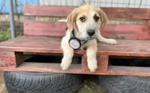 Warmes Körbchen für Otis gesucht			
