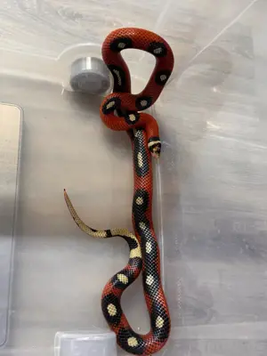 Königsnatter, Lampropeltis polyzona sinaloe 1.2 