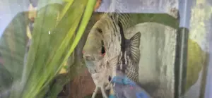 Verschiedene Fische zu verkaufen 