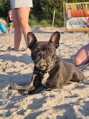 Französische Bulldogge 