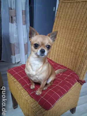 Chihuahua Deckrüde