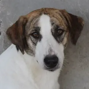 Mariela, geb. ca. 02 2022, lebt in GRIECHENLAND, im städt. Tierheim Serres 