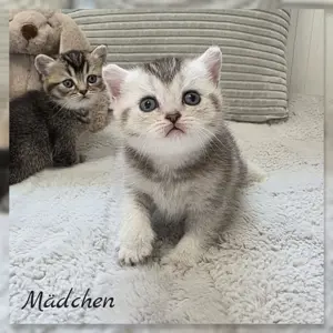 BKH Kitten Reinrassig 