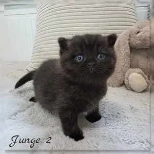 BKH Kitten Reinrassig  Bild 4